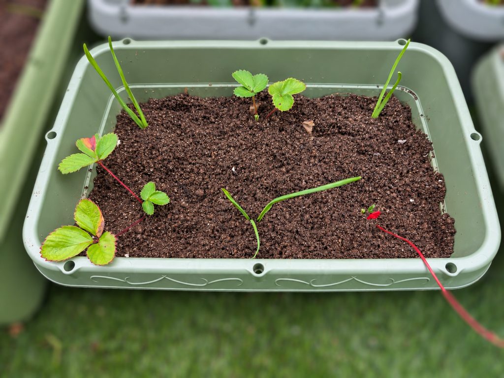 夏越ししたイチゴと前年からつないだニンニクを同じプランターへ定植した様子