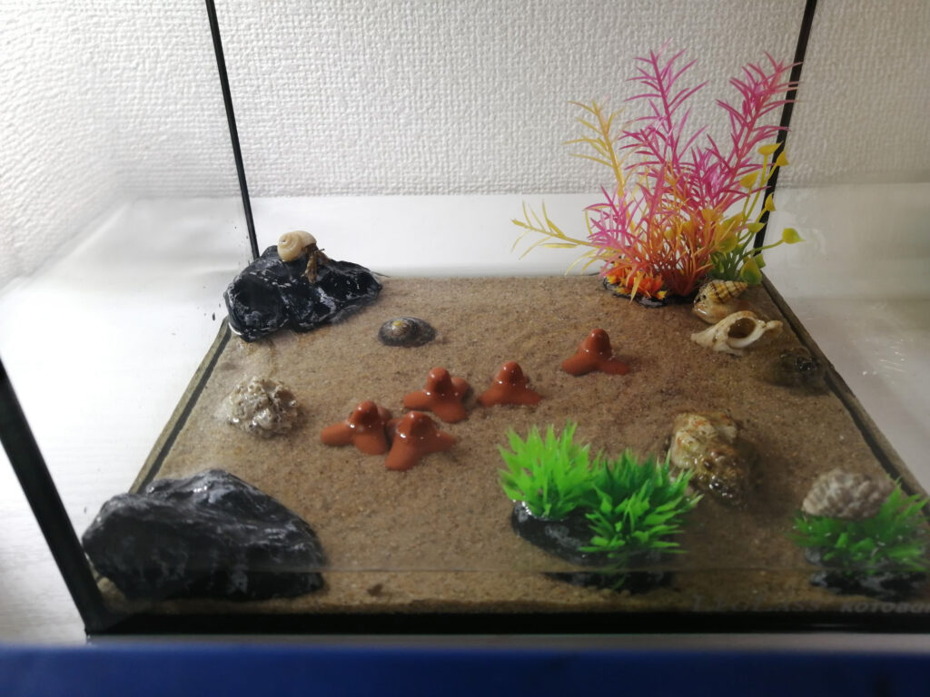 ヤドカリ飼育用に用意した水槽レイアウト