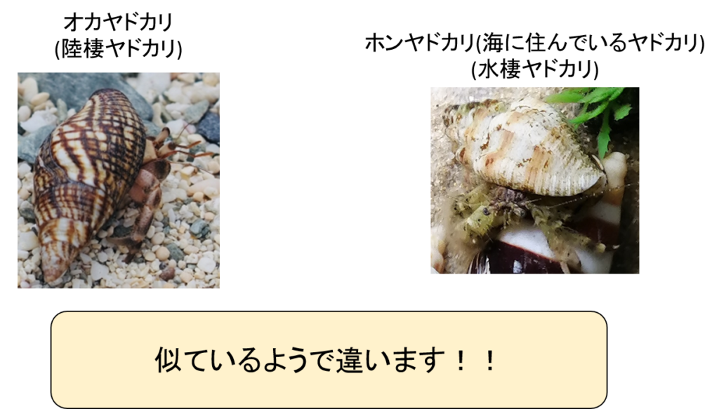 ヤドカリの違い