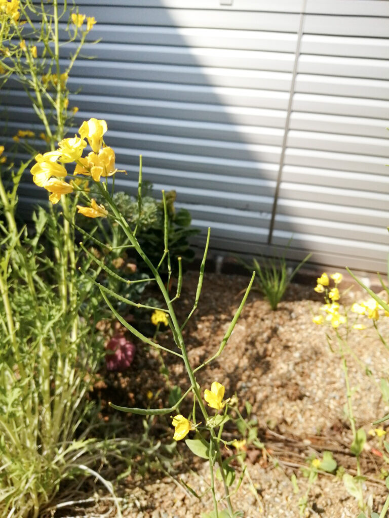 花が終わったあとにできたカブの細長い莢