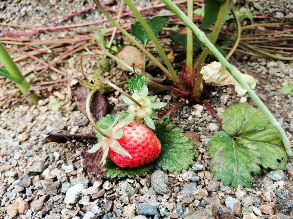 色づき始めた古都華の実