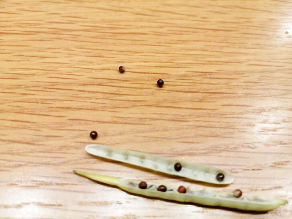 カブの莢を開いて確認した種