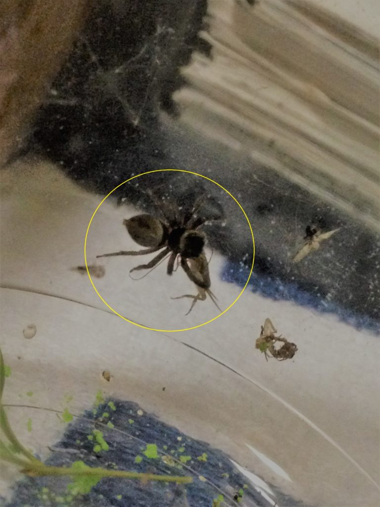 コオロギを捕らえて食べているハエトリグモ