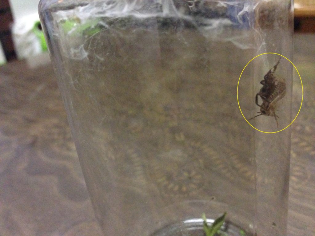 コオロギに飛びついたハエトリグモ