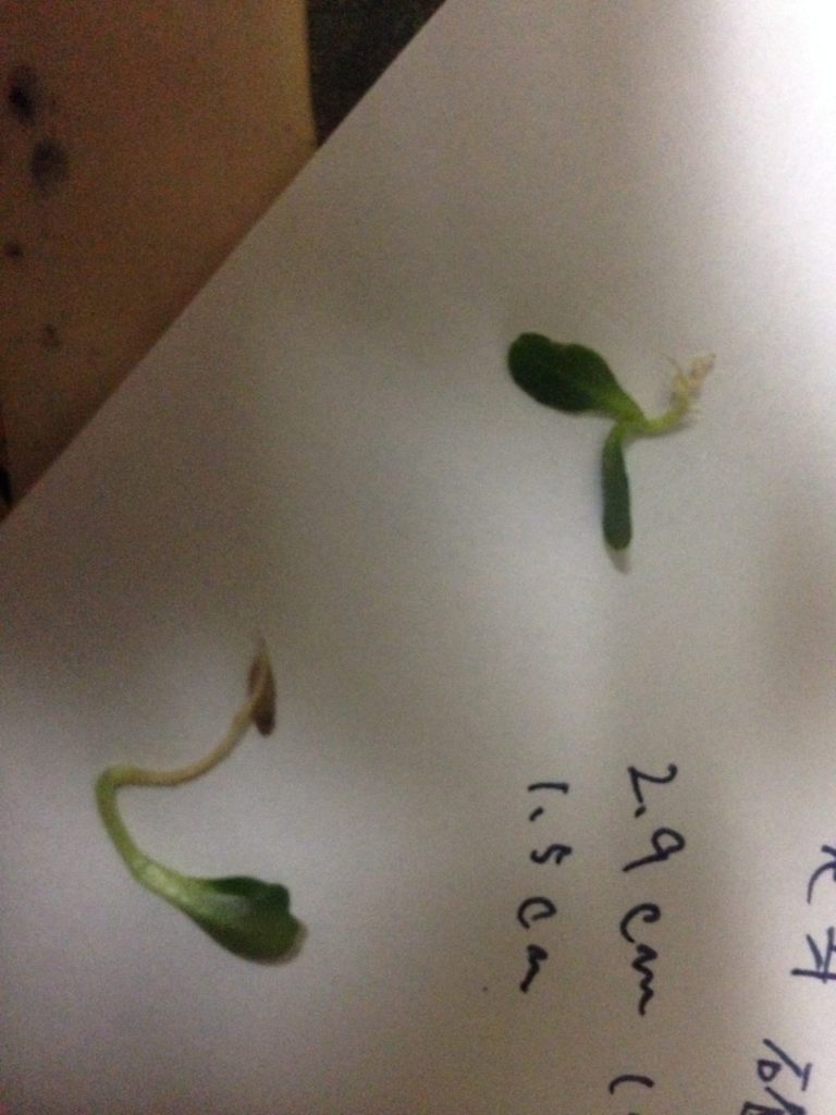 自作LEDライトの星形配置で発芽したレタス