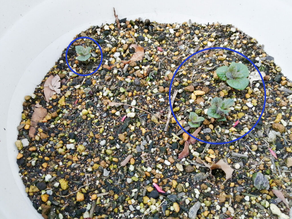 しわしわのポロシリ種芋から発芽したジャガイモの芽
