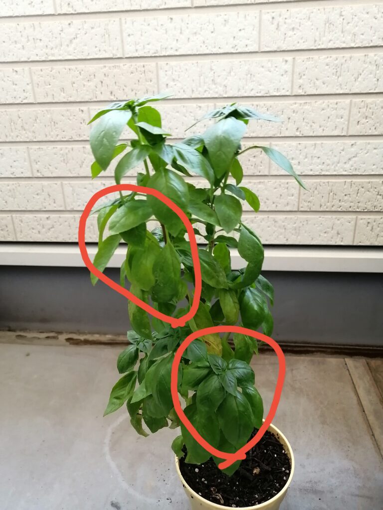 スイートバジルの脇芽をカットする位置