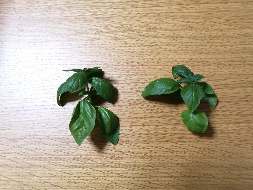 脇芽をカットした後のスイートバジル