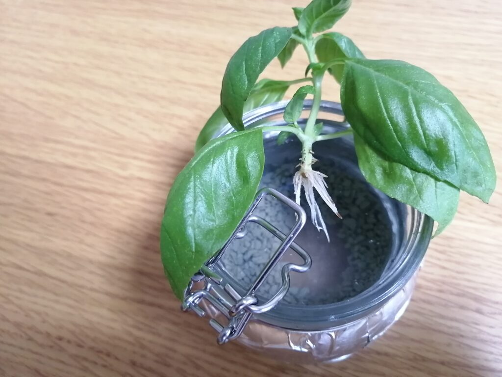 水挿ししたバジルから出てきた白い根