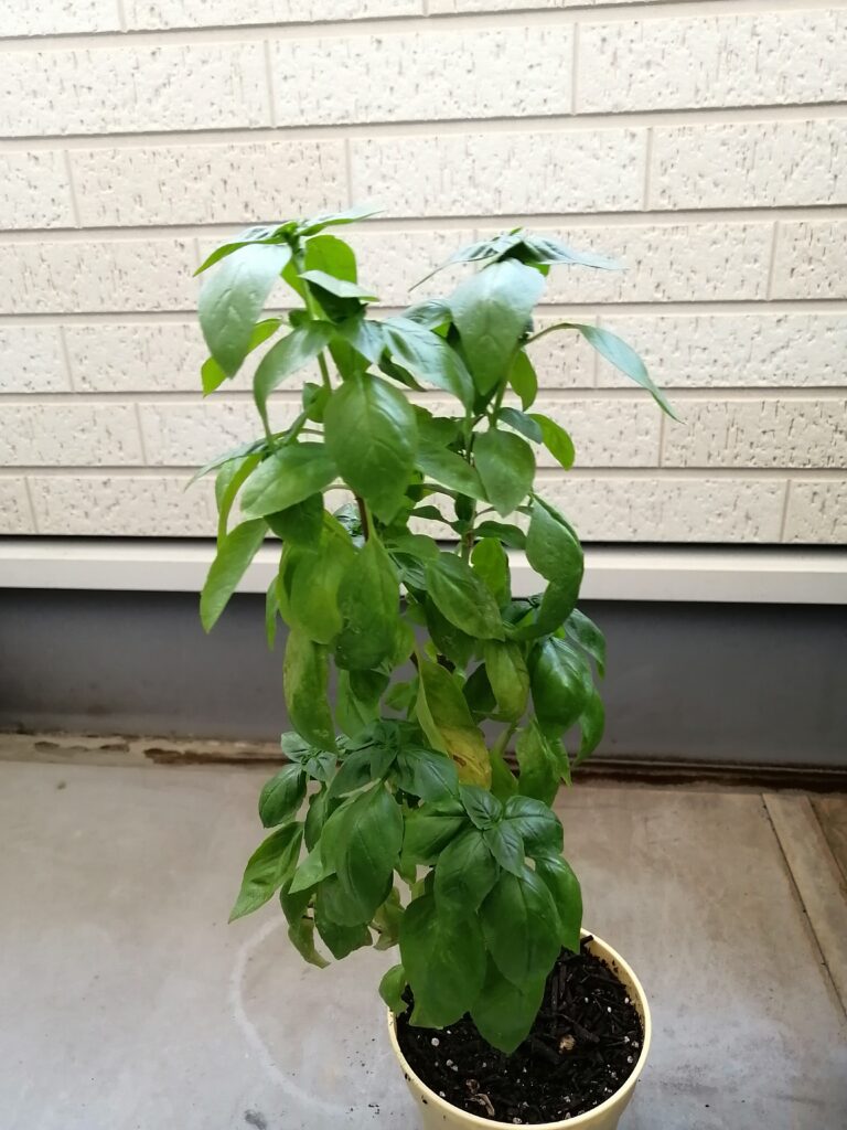 大きく成長したスイートバジルの苗