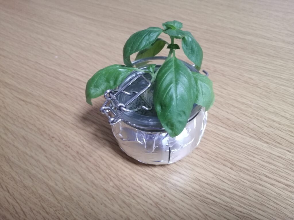 瓶に挿したスイートバジルの脇芽