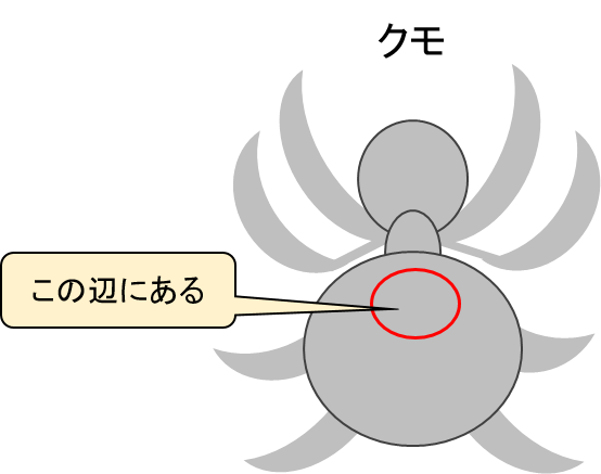 クモの書肺の位置を示した図