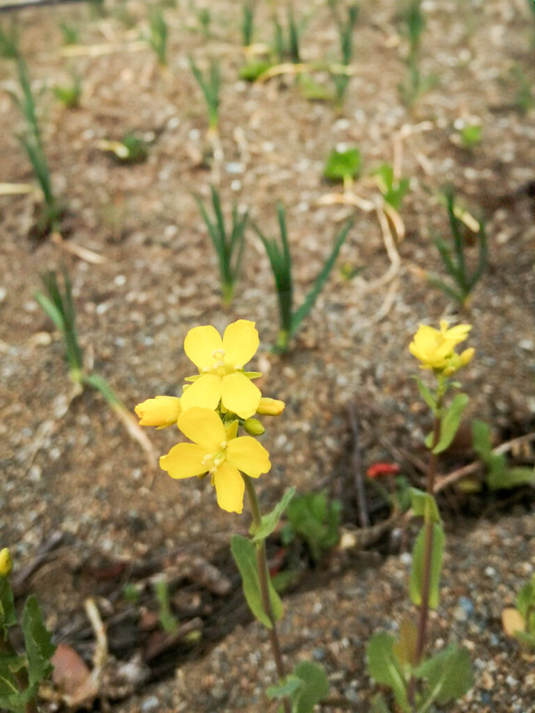 天王寺カブの黄色い花