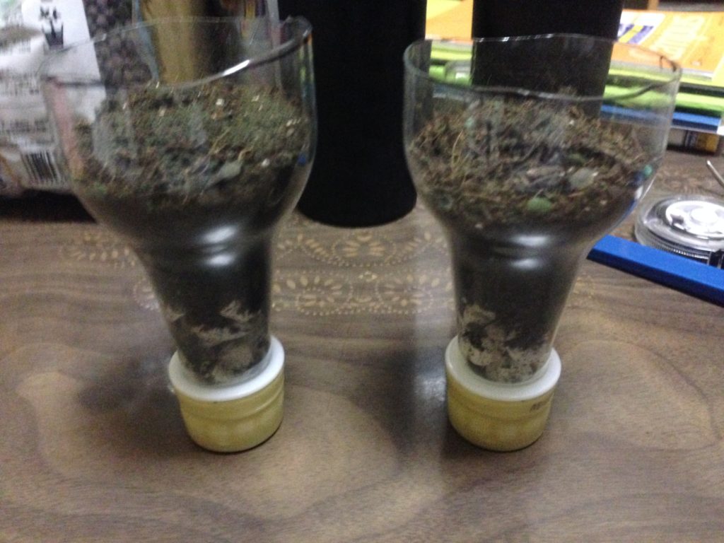 自作LEDライトの発芽実験に使ったレタスの種