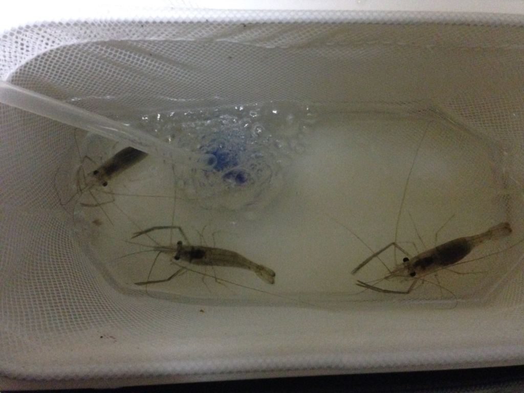 川で釣れた手長エビを観察した様子