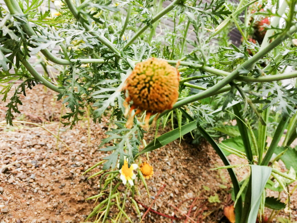 花びらが落ち始めた春菊の花