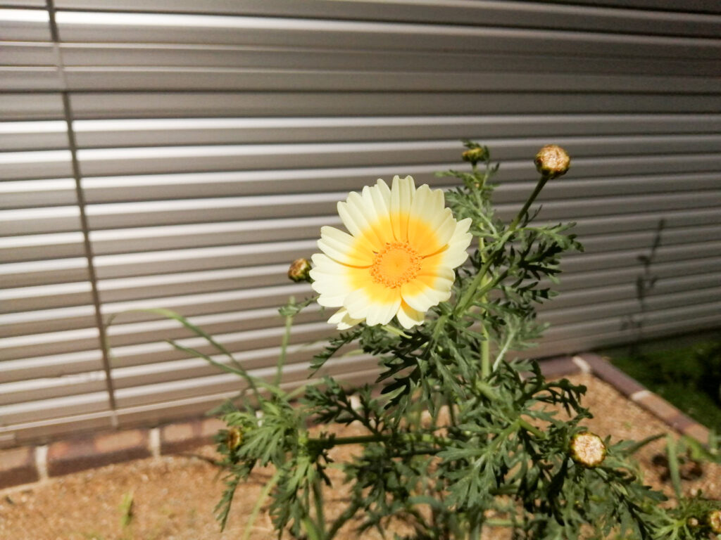 地植えで育てた春菊に咲いた黄色い花