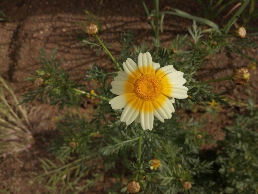 白い花びらと黄色い中心を持つ春菊の花