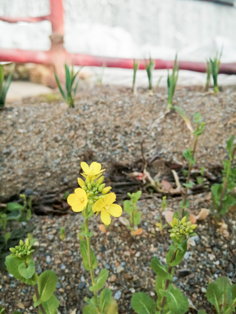 東京カブの黄色い花とつぼみ