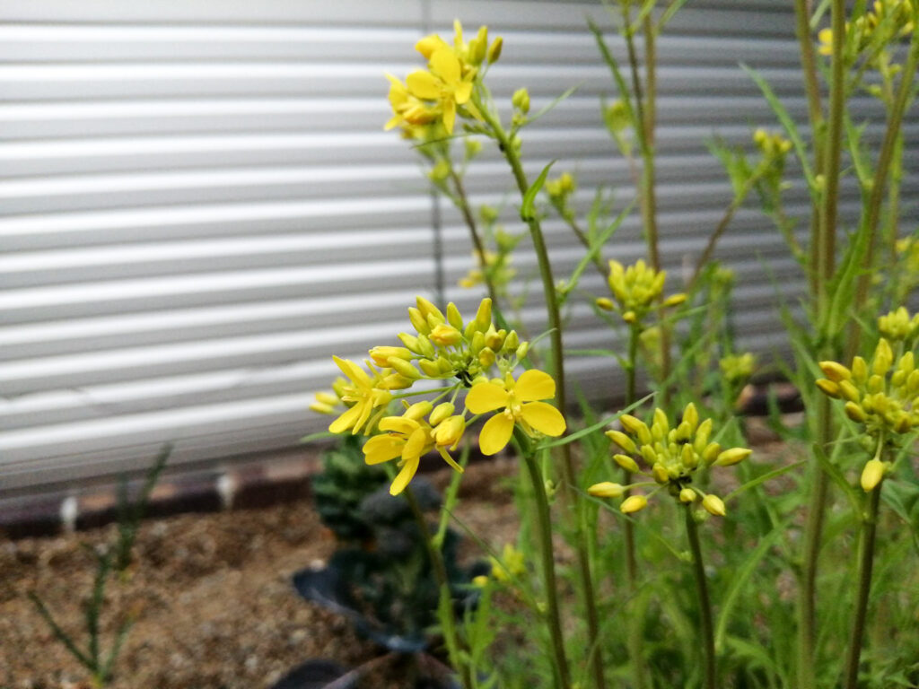 トウ立ちした水菜に咲いた黄色い花