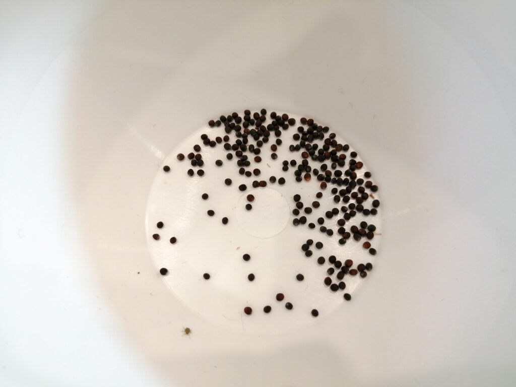 水菜の莢から採れた小さな種