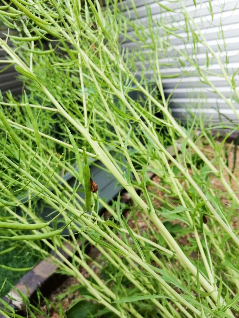 花のあとにできた水菜の細長い莢