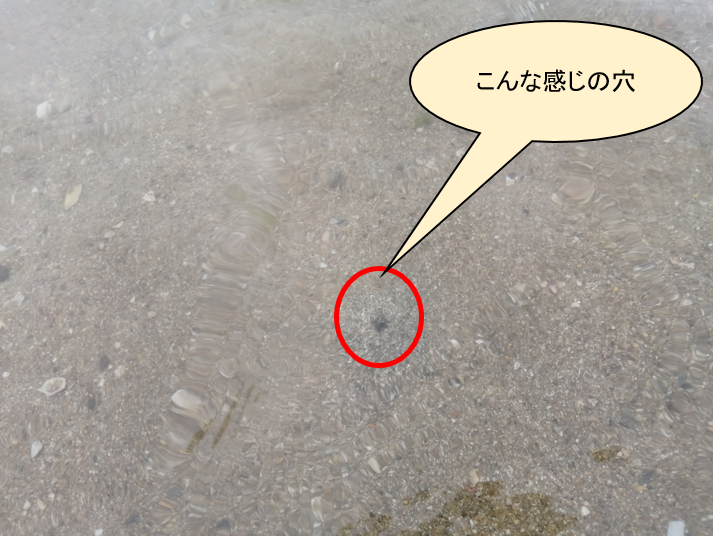 潮干狩りで目印になる砂浜の小さな穴