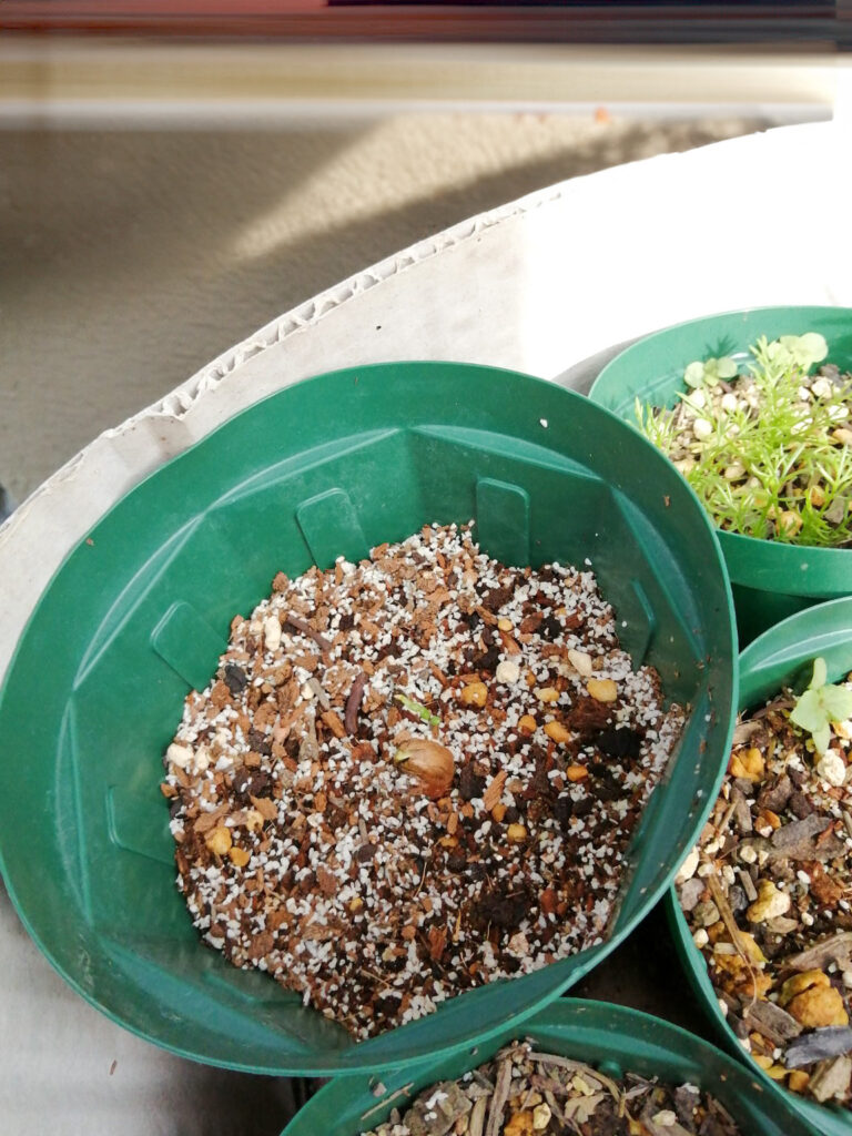 昨年収穫した落花生の種から出てきた小さな芽