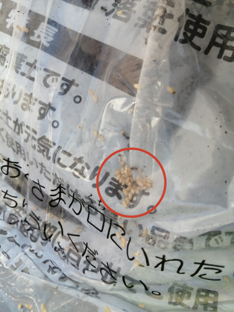 畑の資材の下で見つかったアリの卵らしき白い粒と集まるアリ