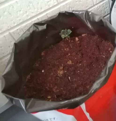 ポテトバッグから顔を出したポロシリの芽