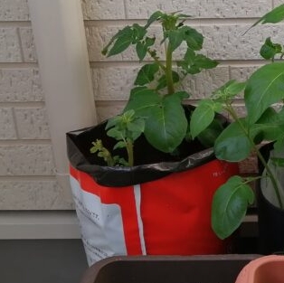 植え付けから35日ほど経ったポロシリの成長の様子