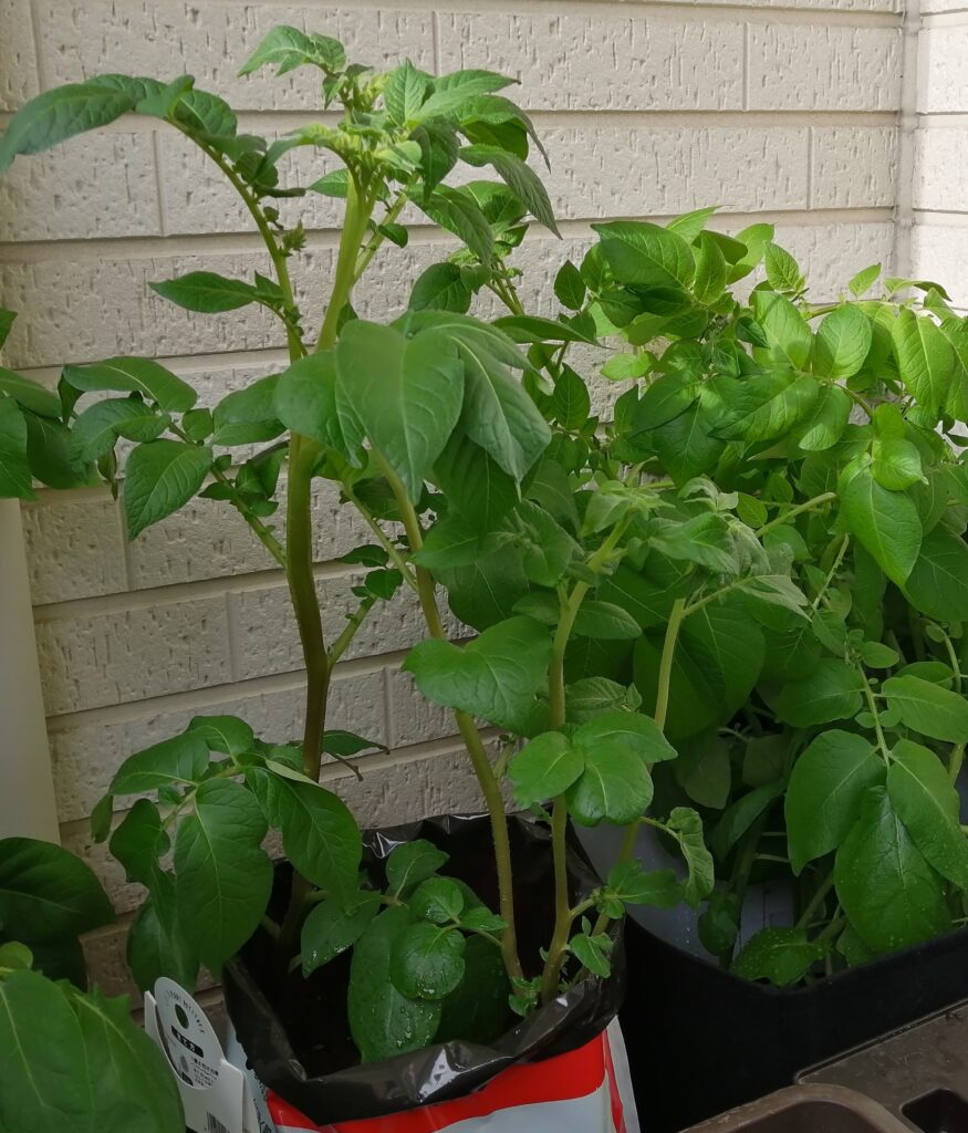 植え付けから49日ほど経ったポロシリの株