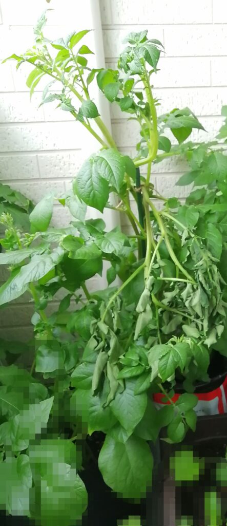 植え付けから61日ほど経って大きく育ったポロシリ