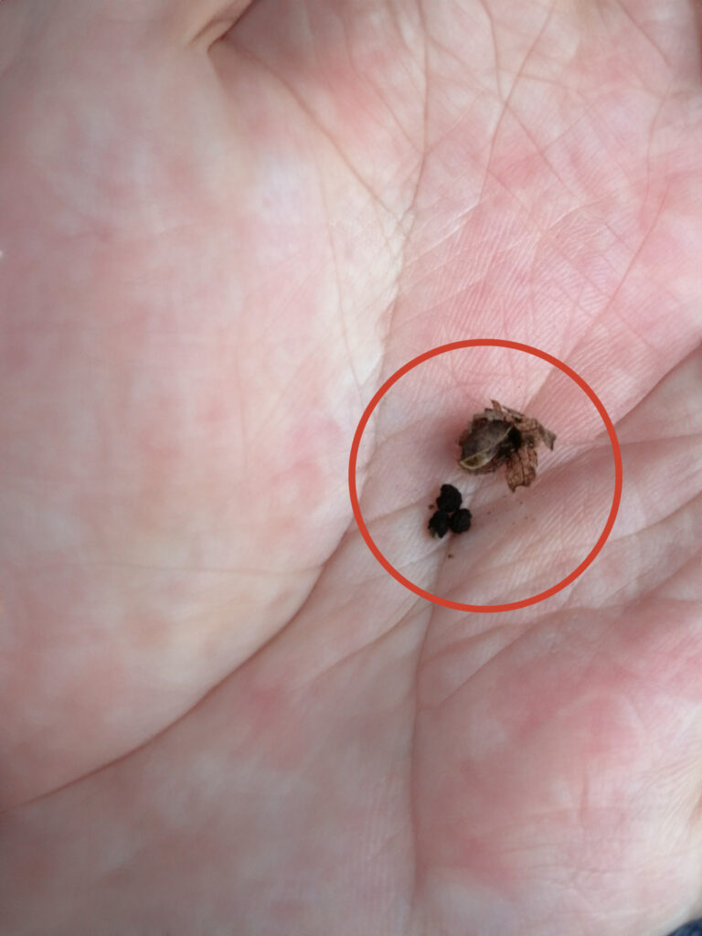 ネモフィラの乾いた果実から採れた黒い種と思われる粒